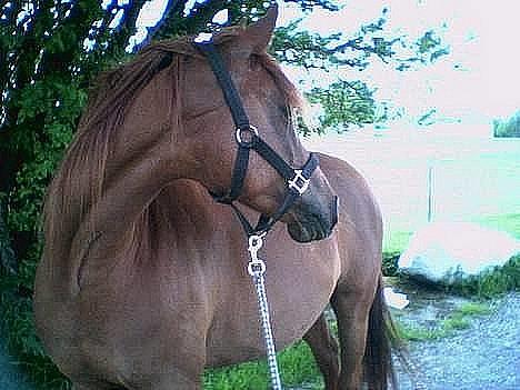 DSP Firhøjs Nobi R.I.P :'( - min baby £´> billede 13