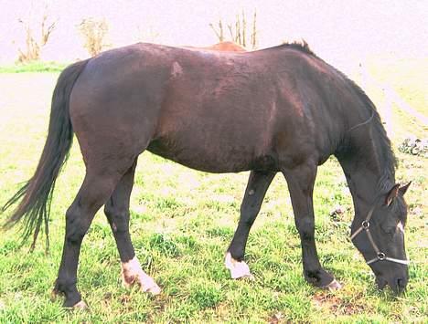 Anden særlig race Dansk varmblod - Zoya billede 3