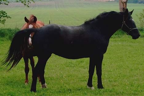 Anden særlig race Dansk varmblod - Zoya billede 4