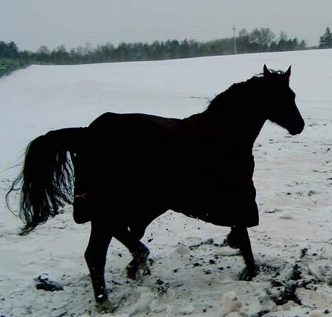 Anden særlig race Dansk varmblod - Zoya billede 5