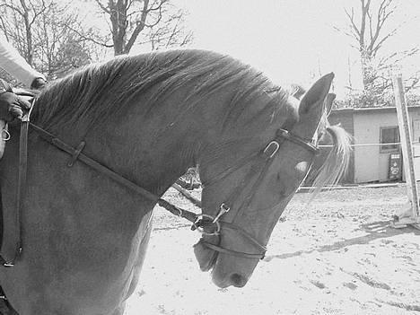 DSP Firhøjs Nobi R.I.P :'( - Maya som rytter , og Bisen med lukket øjne ;) (Foto by: Maya, min vidunderlige part) billede 14