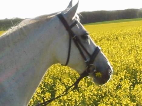 Anden særlig race Dolly mon Cherie billede 4