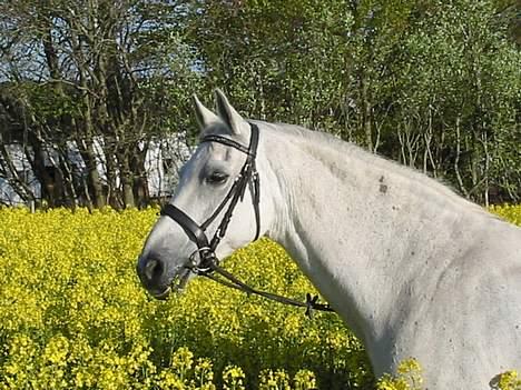 Anden særlig race Dolly mon Cherie billede 6