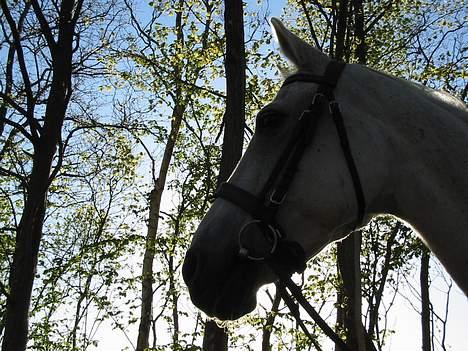 Anden særlig race Dolly mon Cherie billede 9