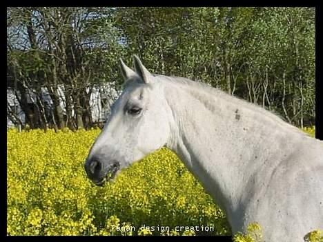 Anden særlig race Dolly mon Cherie billede 10