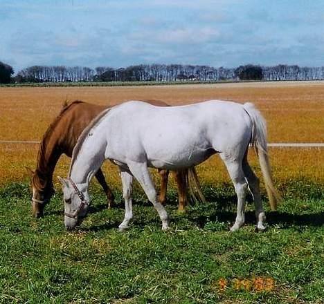 Anden særlig race Dolly mon Cherie billede 12