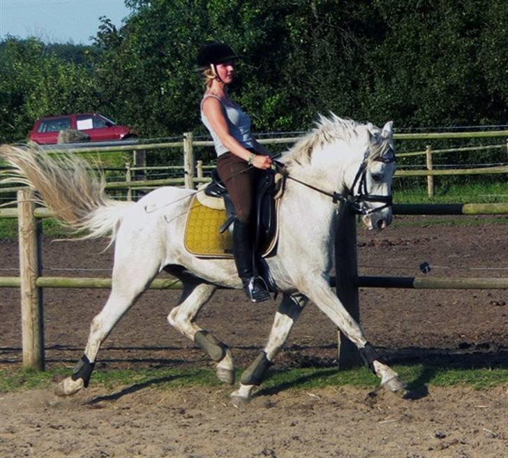 Connemara Veddinge Fit-For-Fight - dejlige Fitte til dressurkursus ved vores gamle træner Maria (: billede 5