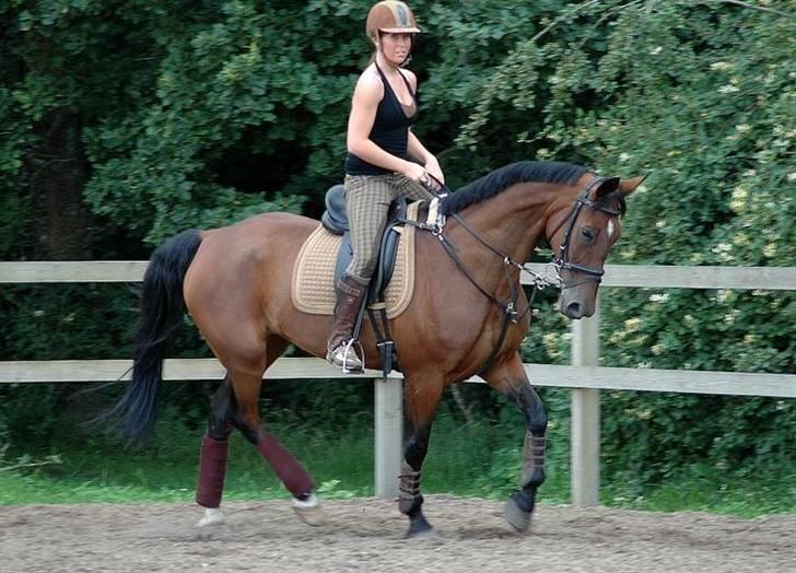 Hannoveraner shiba spudalshøj <33 - www.chaosphoto.dk   opvarmning til springning :b billede 16