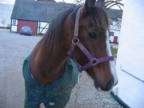 Arabisk fuldblod (OX)  ox"Sienna"  solgt - smukke pony! billede 2