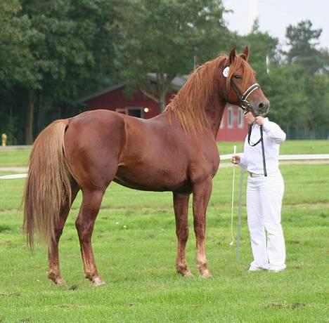Knabstrupper Baldur Aus Der Schuetzend - Her er Baldur til St. Hestedag.2006 billede 9