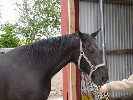 Anden særlig race Blackie(black beauty) - Blackie efter hun havde stået stille i 5 måneder billede 14