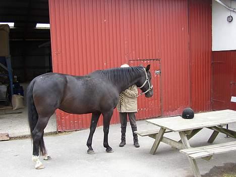 Anden særlig race Blackie(black beauty) billede 16