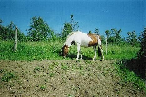 Pinto Indira Lucy billede 9