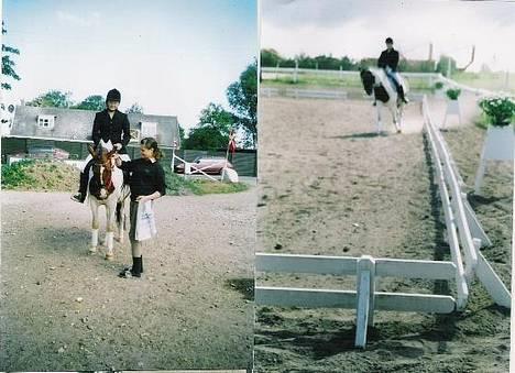 Pinto Indira Lucy billede 11