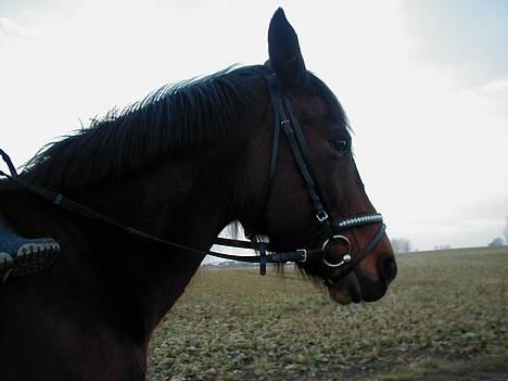 Anden særlig race Dipsy billede 14