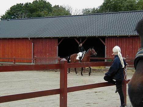 Anden særlig race Dipsy billede 15