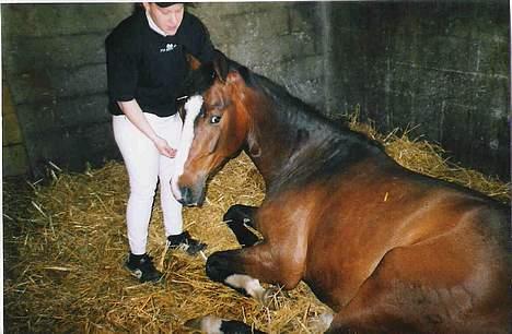 Dansk Varmblod Casper *byttet væk* - Her ligger vi lige og får os en lur :) Zzzzz billede 12