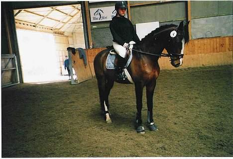 Dansk Varmblod Casper *byttet væk* - Hehe lige en lille parade billede 13