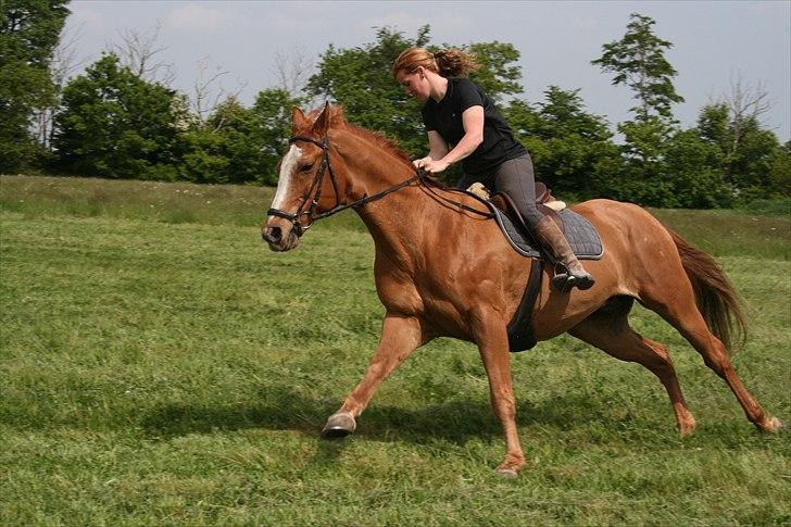 Fuldblod (XX) Mosegårdens Amadeus - Fuld gallop på marken, den gamle kunne ik dy sig... 2010 billede 15