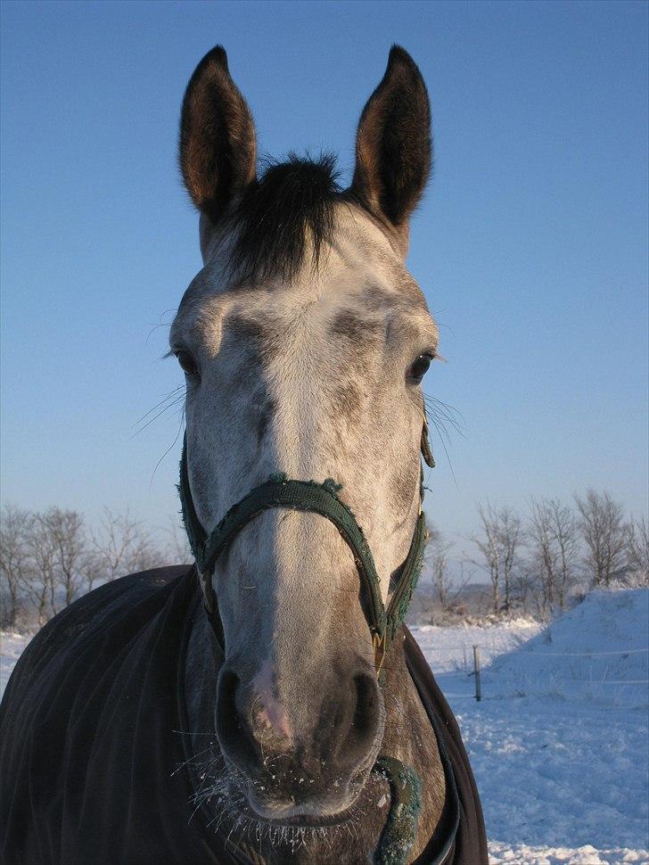 Dansk Varmblod Casia - Vinter 2009/2010 billede 1