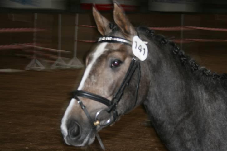 Dansk Varmblod Casia - Lige et a hendes smukke hovede fra 2 års hoppekåring 07 billede 2