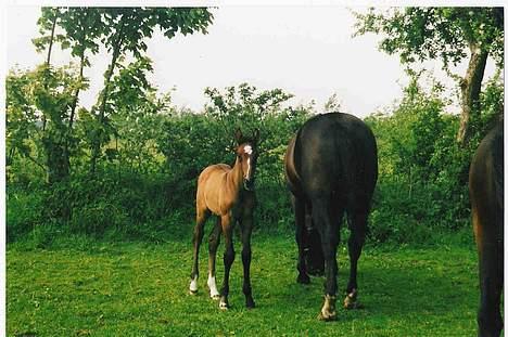 Dansk Varmblod Casia - Og igen ;) billede 3