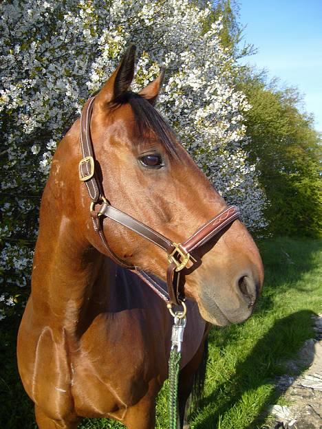 Hollandsk Varmblod Zorro - R.I.P 10/4 - 08 - Zorro (: billede 1