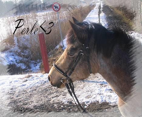 Connemara Perle (solgt) <33 - PERLE :D billede 11