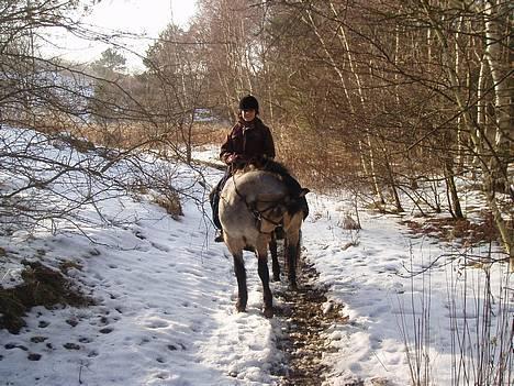 Connemara Perle (solgt) <33 - I skoven i sneen <3  billede 12