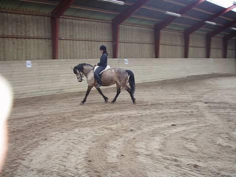 Connemara Perle (solgt) <33 - NYT : Dressur! billede 13