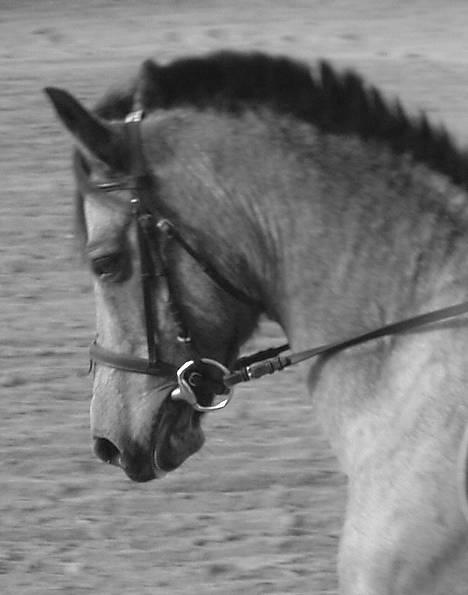 Connemara Perle (solgt) <33 - Perles fine hoved :D billede 14