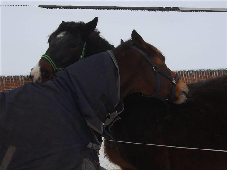 Anden særlig race Hannibal <3 - 2) Hanse og hans "lille" kæreste :p billede 2