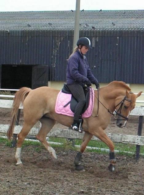 Anden særlig race Shiva -solgt- - 15 aug 2006, shiva leger dressurpony, som hun syntes er meget kedeligt billede 16