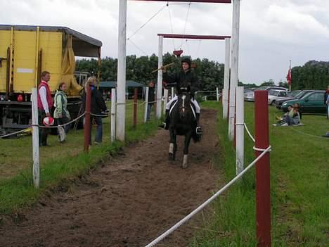 Holstener Shamigo's Jubilee billede 10