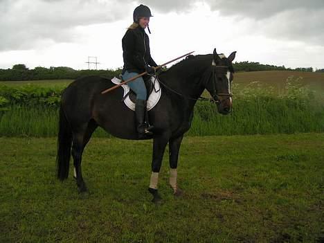 Holstener Shamigo's Jubilee billede 11