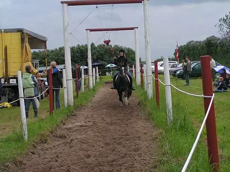 Holstener Shamigo's Jubilee billede 12
