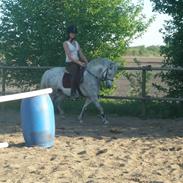 Welsh Pony af Cob-type (sec C) Bonnie