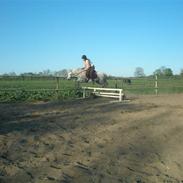 Welsh Pony af Cob-type (sec C) Bonnie