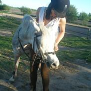 Welsh Pony af Cob-type (sec C) Bonnie