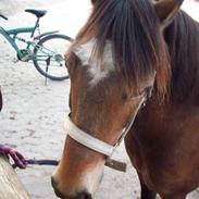 Welsh Cob (sec D) Pretty-Pakica 