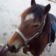 Welsh Cob (sec D) Pretty-Pakica 