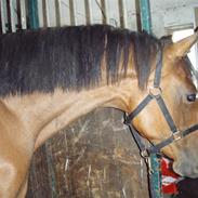 Dansk Varmblod Qvistorf Jammed-Lorentina