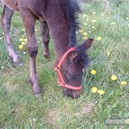 Anden særlig race Noél