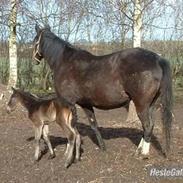 Anden særlig race Noél