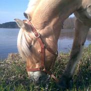 Fjordhest Mastrup Zigo DK