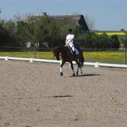 Dansk Varmblod Siriuslike * Himmelhest *