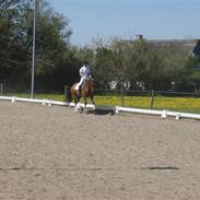 Dansk Varmblod Siriuslike * Himmelhest *