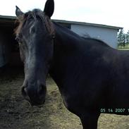 Anglo Araber (AA) Ryttergårdens Sebastian