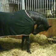 Anglo Araber (AA) Ryttergårdens Sebastian