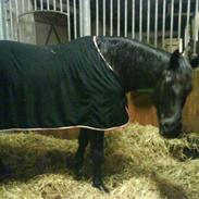 Anglo Araber (AA) Ryttergårdens Sebastian